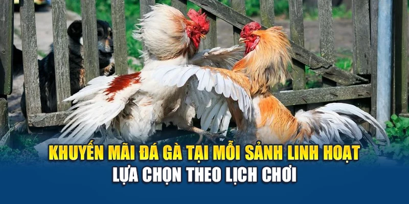 Khuyến Mãi Đá Gà Kubet – Ưu Đãi Đậm Tay, Nạp Ít Nhận Nhiều 3 Khuyến mãi đá gà tại mỗi sảnh linh hoạt lựa chọn theo lịch chơi