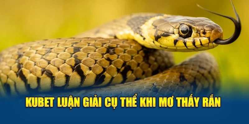 Mơ Thấy Rắn – Ý Nghĩa Tâm Linh Và Con Số Trúng Lớn 2 Kubet luận giải cụ thể khi mơ thấy rắn