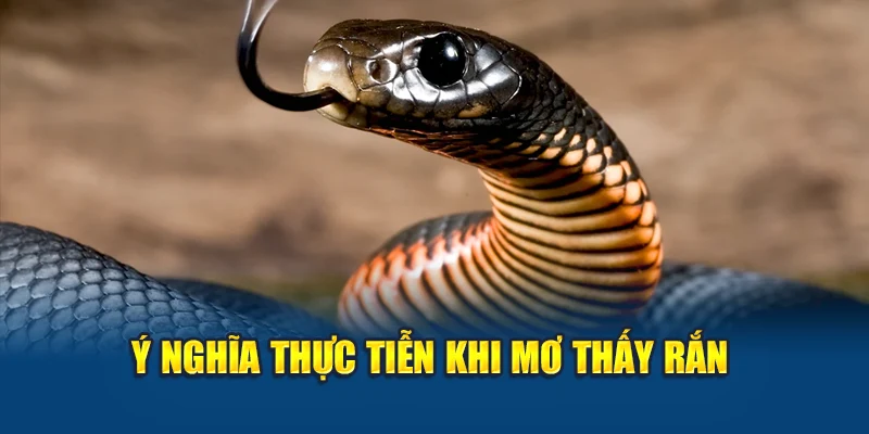 Mơ Thấy Rắn – Ý Nghĩa Tâm Linh Và Con Số Trúng Lớn 1 Ý nghĩa thực tiễn khi mơ thấy rắn